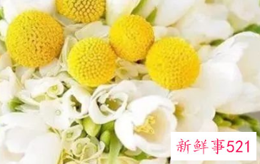 适合居家插的鲜花