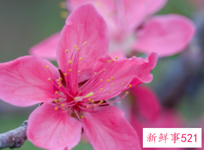 黄金桃花的寓意