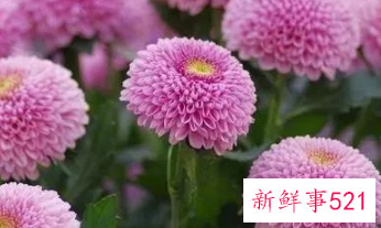 适合居家插的鲜花