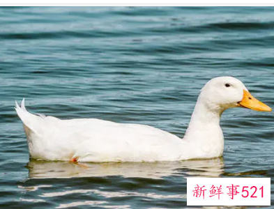 孕妇梦见鸭子死了是什么意思