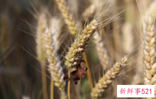 梦见和闹离婚的老公亲热