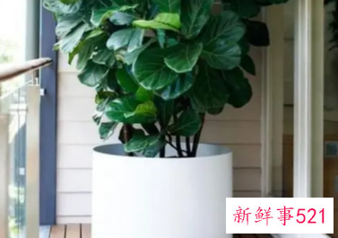 家庭室内植物摆放风水