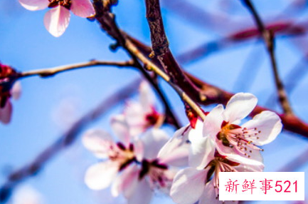 寓意含梅字的微信名