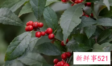 适合居家插的鲜花