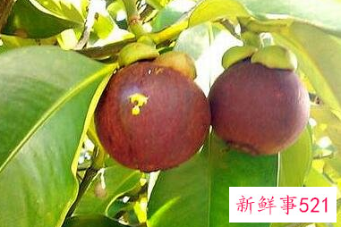 山竹的作用和功效