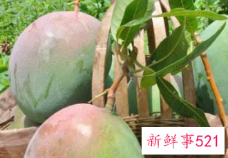 芒果的功效与作用禁忌月经期