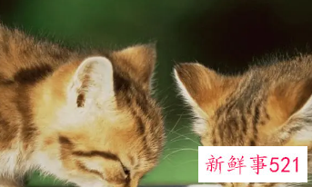 猫咪怀孕要吃什么补充营养