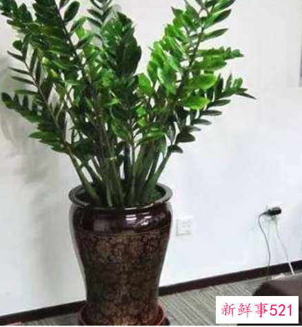 雪铁芋叶黄怎么办