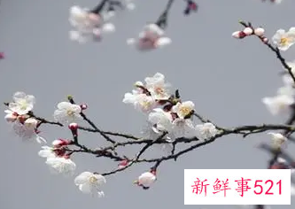 梦见葬礼白花是什么意思