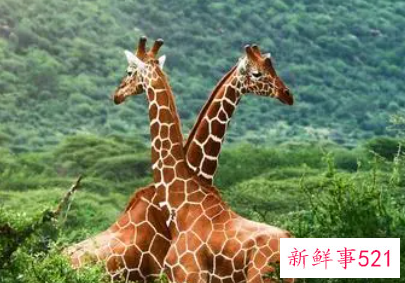 梦见长颈鹿寓意