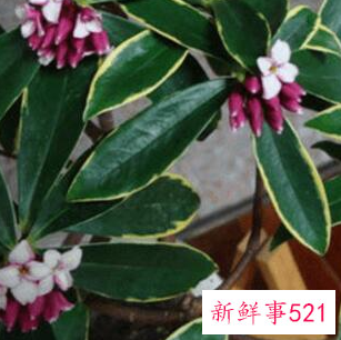 客厅摆放什么植物招财风水