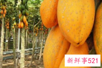 木瓜怎么挑选熟的