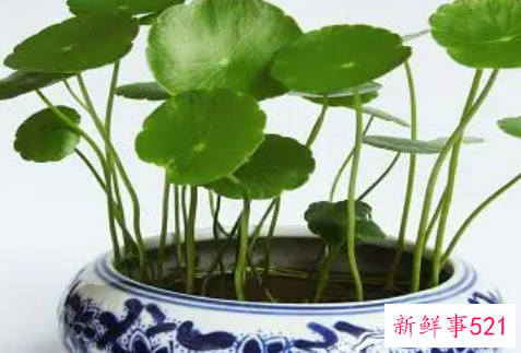 店门口放什么旺财