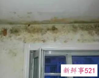 一楼发霉怎么处理方法