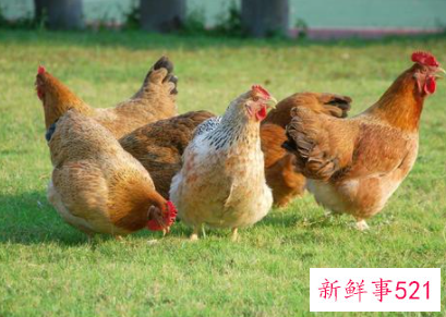 能给男人长面子的生肖女