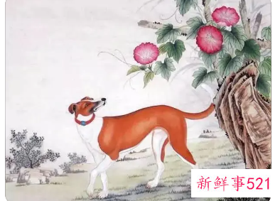 属狗女佩戴什么运气好