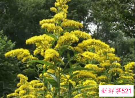 加拿大一支黄花怎么传进来的