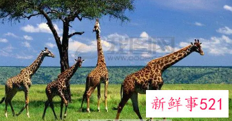 梦见很多长颈鹿是什么意思