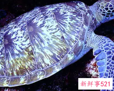 梦见彩色的乌龟是什么意思