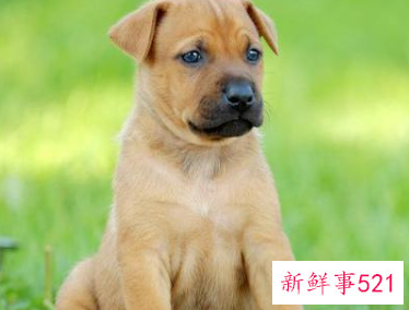 1000块钱左右的宠物狗