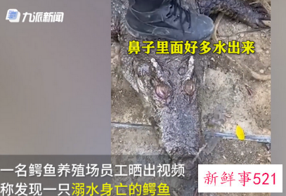 养殖场就鳄鱼溺亡一事做出回应