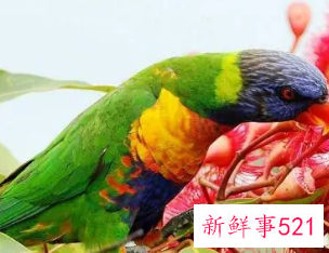 怎样跟鹦鹉表示友好