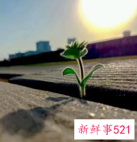 正能量工作心得的精简句子