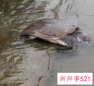 孕晚期胎教故事文字版一颗红红的果子