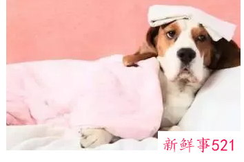 紫外线对宠物有伤害吗