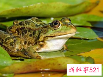 梦到了青蛙是什么征兆