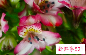 适合居家插的鲜花