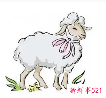 属羊的幸运植物和幸运花是什么