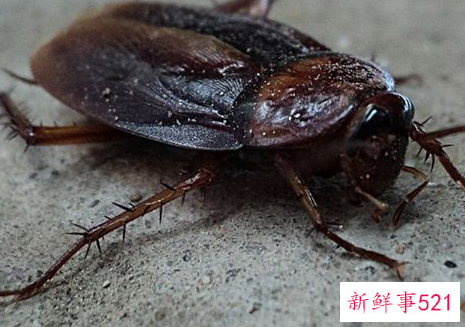 梦见蟑螂有什么征兆