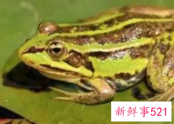 梦到了青蛙是什么征兆