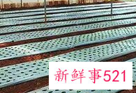 洋桔梗种子怎么催芽