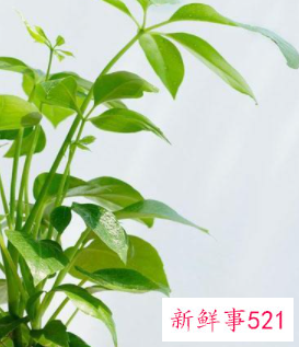 客厅摆放什么植物招财风水