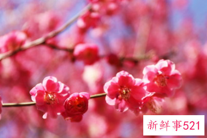 寓意含梅字的微信名