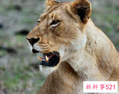 梦见白色狮子是什么意思