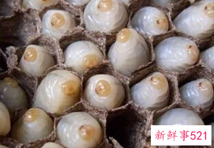 女人吃蜂蛹有什么好处