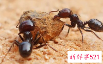 蚂蚁是如何过冬的呢