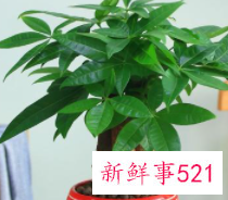 客厅摆放什么植物招财风水