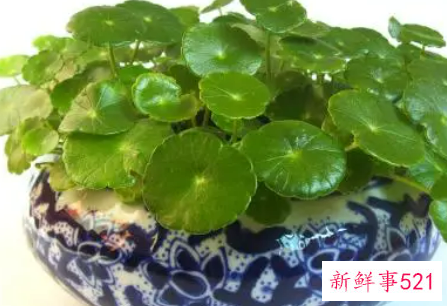 店门口放什么旺财