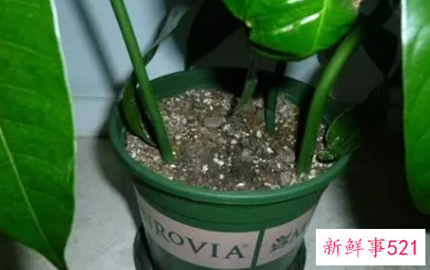 盆花施肥的原则要求