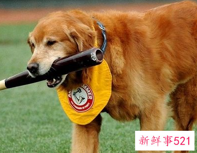 1000块钱左右的宠物狗