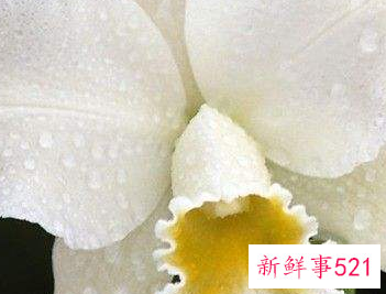 兰花的形态是怎样的