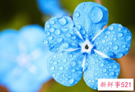 梦见露水有什么含义