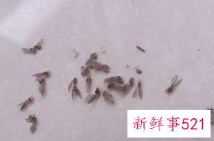 梦见自己身上飞来很多小飞虫