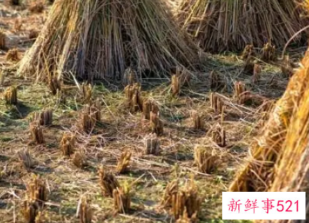 梦见稻草着火了是什么征兆