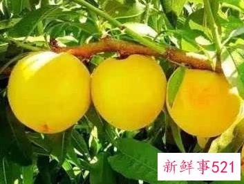 黄桃什么季节成熟