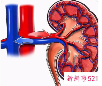 女性肾功能不好怎么调理